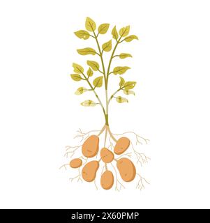 Pianta di patata con raccolta di tuberi, radici, foglie verdi su illustrazione vettoriale stelo Illustrazione Vettoriale