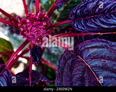 Un'elegante danza tra un fiore rosso dalla texture vibrante e il lussureggiante fogliame verde scuro circostante è in mostra. Foto Stock