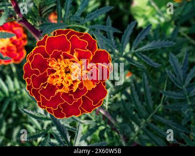 Questa immagine cattura una splendida calendula che mostra i suoi intricati dettagli di petali e i colori vivaci, sullo sfondo di una vegetazione lussureggiante; ideale per ga Foto Stock