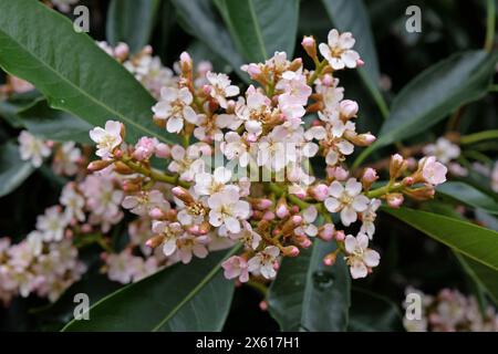 Rosa delicato Eriobotrya Coppertone, chiamato anche Coppertone Loquat o Eriobotrya Japonica Coppertone in fiore. Foto Stock