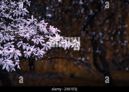 Albero di magnolia splendidamente colorato in piena fioritura in primavera a Praga, Repubblica Ceca, Europa. Vibrazioni primaverili piene di splendidi fiori, colori e profumi Foto Stock