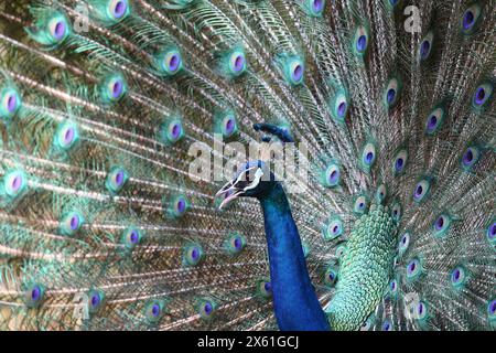 Affascinante danza pavone: Sfondo HD e 4K per catturare la magnificenza della natura Foto Stock