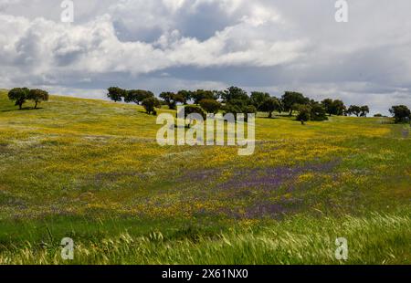 Montado fiorito in primavera, vicino a Castro Verde, Alentejo, Portogallo. Foto Stock