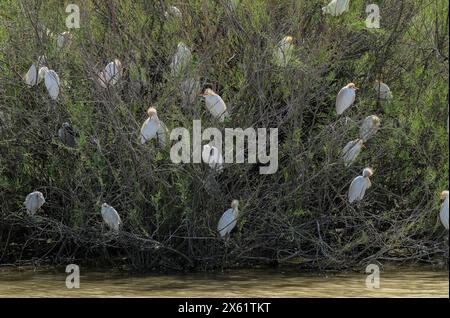 Colonia riproduttiva di accompagnatori di bestiame, Bubulcus ibis, a Coto Donana, Spagna sud-occidentale. Foto Stock