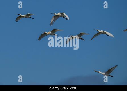 Stormo di spatole comuni, Platalea leucorodia, in volo sopra i terreni di alimentazione dell'estuario, nel tardo inverno. Foto Stock