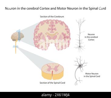 Neurone nel corteccia cerebrale e motoneurone nel midollo spinale Foto Stock