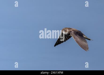 Sand martin, Riparia riparia, in volo nella stagione riproduttiva, vicino alla colonia nidificante. Foto Stock