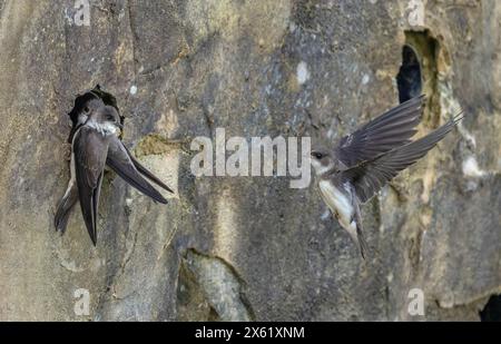Sand martins, Riparia riparia, colonia nidificante nel muro artificiale a Blashford, Hampshire. Foto Stock