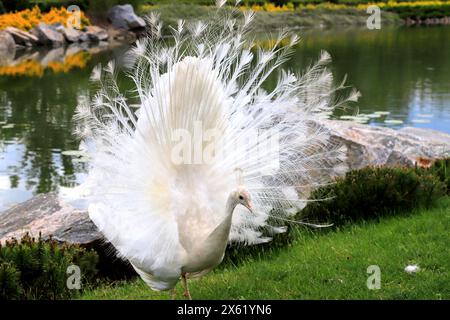 Il bellissimo giovane pavone diffonde la coda sull'erba verde. Balli di pavone, danze matrimoniali, spettacoli di piume nel parco, zoo, fattoria Foto Stock