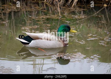 Un maschio, anatra Mallard (Anas platyrhynchos) che nuota sull'acqua. Foto Stock