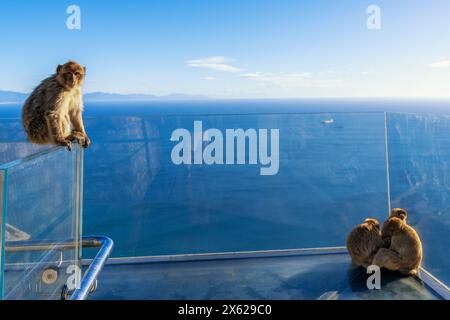 Un primo piano di scimmie Macaque barbarie sulla piattaforma di vetro Skywalk di Gibilterra nella riserva naturale di Upper Rock Foto Stock