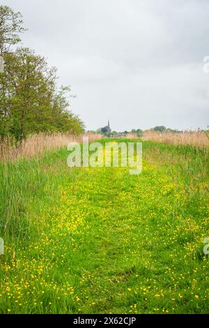 Vista panoramica delle farfalle gialle in fiore (Ranunculus acris) su un sentiero nel polder vicino a Gouda, nella parte occidentale dei Paesi Bassi. Foto Stock