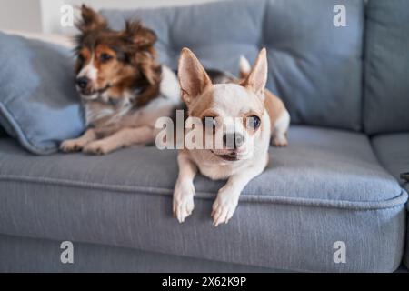 Un chihuahua e un cane da pastore delle shetland che riposano su un divano grigio in un ambiente accogliente. Foto Stock