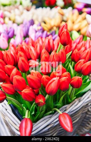 Rosso vivace e tulipani assortiti disposti ordinatamente in cesti di vimini in un mercato di fiori Foto Stock