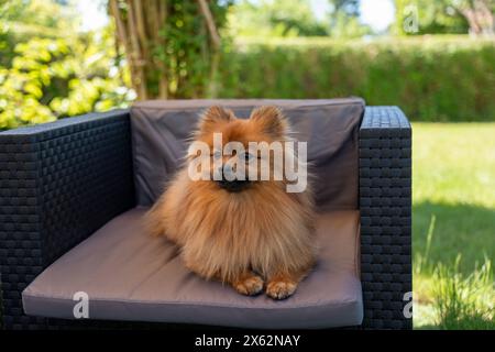 Un cane della pomerania è sdraiato su una sedia in una zona erbosa. Il cane è marrone e soffice, e sta godendo il suo tempo fuori Foto Stock