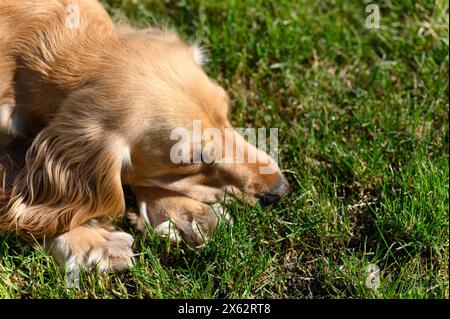 Primo piano di uno spagnolo inglese steso sull'erba. La testa del cane giace sulle zampe. Vista dall'alto. Foto Stock