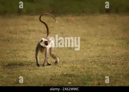 Grigio dai piedi neri o malabro Sacro langur - Semnopithecus hypoleucos, scimmia del Vecchio mondo che mangia foglie si trova nel sud dell'India, scimmia sul prato su t Foto Stock