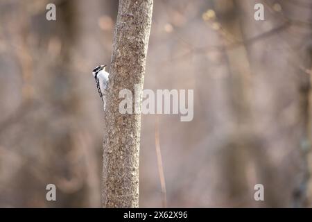 Picchio selvatico su un albero in una zona boschiva Foto Stock