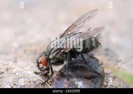 Macro shot carne mosca, immagine messa a fuoco impilata (Sacrophaga carnaria) Foto Stock