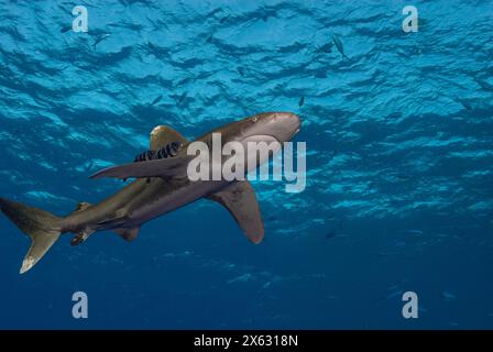 Uno squalo oceanico a punta bianca (archarhinus longimanus), distinto per le sue grandi pinne arrotondate, scivola senza sforzo attraverso le acque cristalline e blu profondo Foto Stock