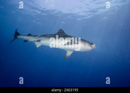 Un impressionante squalo tigre, Galeocerdo cuvier, scivola con grazia attraverso le acque blu dell'oceano, il suo corpo a strisce contrastante con l'azzurro profondo del Foto Stock