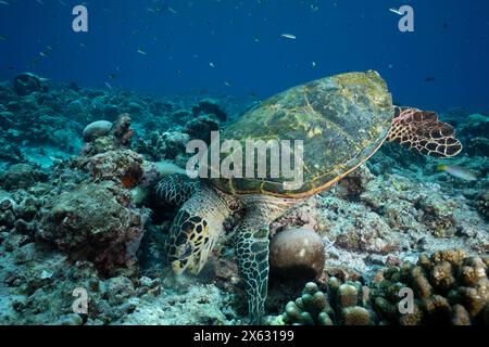 una tartaruga marina hawksbill che si nutre attivamente dei vivaci coralli di una vivace barriera corallina. Il guscio intricato della tartaruga contrasta sorprendentemente le agenezze Foto Stock