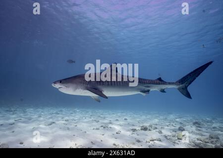 Questa suggestiva immagine presenta uno squalo tigre che nuota con grazia sul fondale sabbioso dell'oceano, sotto la superficie scintillante dell'acqua. La luce del sole fi Foto Stock