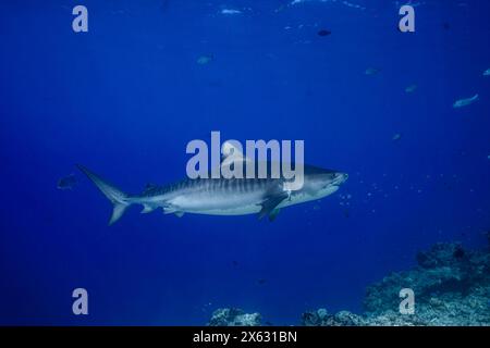 Uno squalo tigre scivola senza sforzo attraverso le acque blu profonde dell'oceano. L'immagine cattura la maestosa e potente presenza di questo squalo, sur Foto Stock