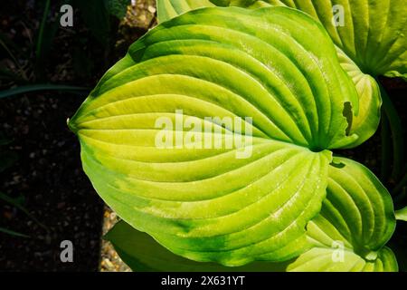 Foglia di Hosta Old Glory Foto Stock