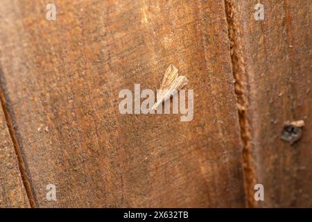 Hypena rostralis famiglia Erebidae genere Hypena muso abbottonato falena natura selvaggia insetti fotografia, foto, sfondo Foto Stock