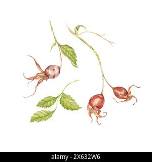 Acquerello su una con foglie, palpebre e rosa anche. Illustrazione floreale in stile jolly su sfondo bianco per invito e biglietto di auguri Foto Stock