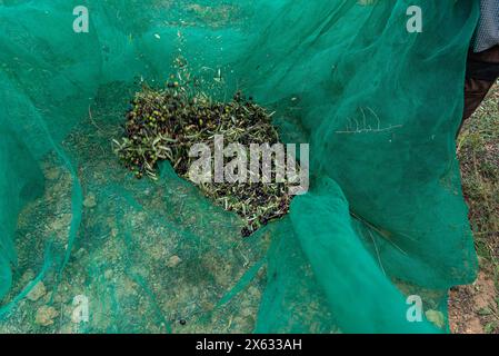 Abbondanti olive raccolte nella tradizione senza tempo, sapientemente raccolte tra coperte in rete verde sotto il sole del Mediterraneo. Foto Stock