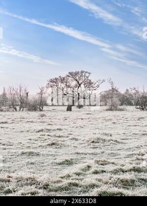 Albero con tronco noioso in una siepe inglese in una giornata fredda e luminosa. Foto Stock