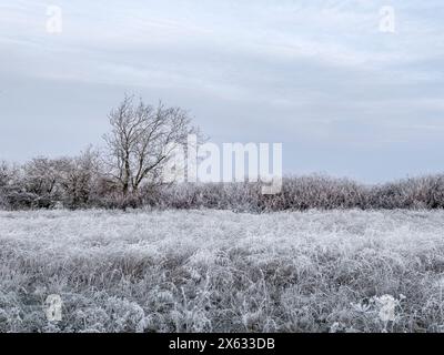 Un campo coperto di gelo in inverno. REGNO UNITO Foto Stock