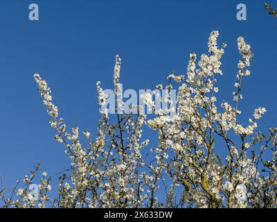 Fiore bianco su un melo di granchio visto contro un cielo blu. Foto Stock