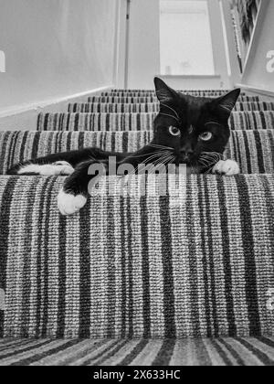 Bianco e nero, gatto di salvataggio ipovedente steso su un gradino, guardando la telecamera Foto Stock