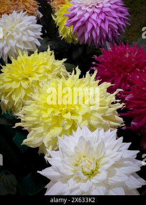 Dalie colorate in mostra a uno spettacolo di fiori. Foto Stock