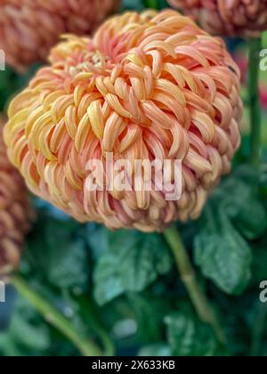 Primo piano di un grande crisantemo riflesso arancione, una mostra in uno spettacolo di fiori. REGNO UNITO Foto Stock