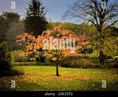 Albero con foglie rosse e arancioni in autunno. Foto Stock