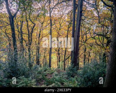 Tronchi sottili per alberi che crescono verso la luce a Dalby Forest, North Yorkshire, Regno Unito Foto Stock