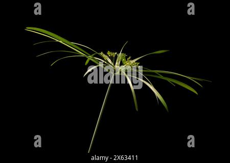 Primo piano di un ombrello su sfondo nero Foto Stock