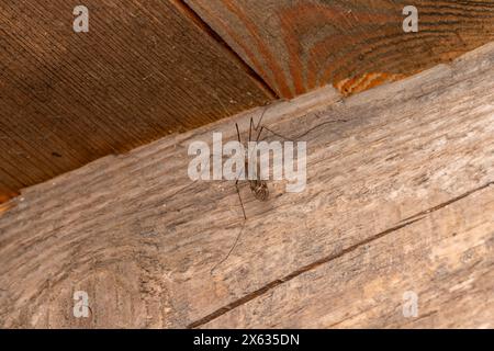 Genere Tipula grande gru zanzara carta da parati, foto, fotografia Foto Stock