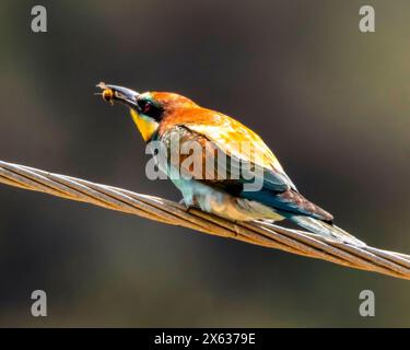 Colorato apicoltore europeo (Merops apiaster) con linea di alimentazione delle api. Androlikou, Cipro Foto Stock