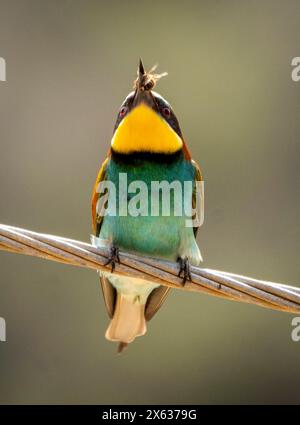 Colorato apicoltore europeo (Merops apiaster) con linea di alimentazione delle api. Androlikou, Cipro Foto Stock