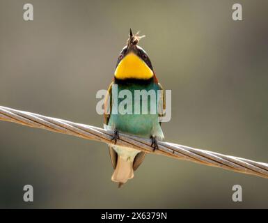 Colorato apicoltore europeo (Merops apiaster) con linea di alimentazione delle api. Androlikou, Cipro Foto Stock