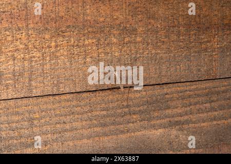 Genere Tipula grande gru zanzara carta da parati, foto, fotografia Foto Stock