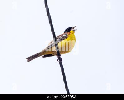 Maschio Black-head Bunting (Emberiza melanocephala) arroccato su una linea elettrica che canta, Akamas, Cipro Foto Stock