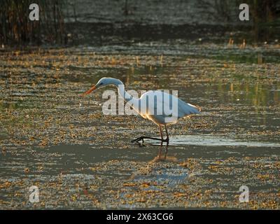 Luce dorata grande egret bianco (Ardea alba) con caccia di fagioli giallo brillante in acqua naturale presso la riserva naturale Leighton Moss RSPB Lancashire, Inghilterra, Regno Unito Foto Stock