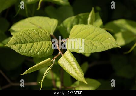 Primo piano di steli e foglie di Reynoutria japonica giapponese, una specie invasiva di piante non autoctone Foto Stock