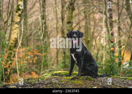 Golden retriever seduto su una roccia in un ambiente di foresta autunnale. Foto Stock